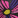 Women's Print Support Socks, FRF Floral Flashback