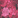 IKR Ikat Floral Rose