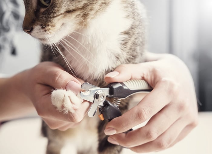 vet tech clipping cat claws