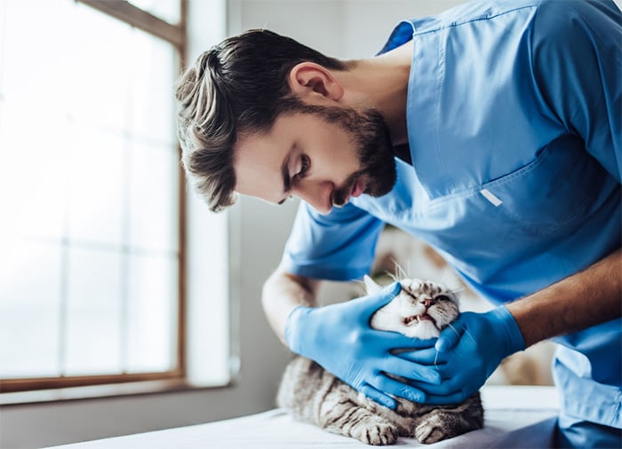 male vet tech examining cat