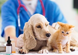 How to Become a Vet Tech