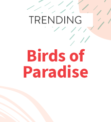 Shop our collection of birds of paradise print scrubs