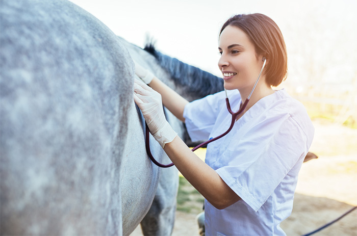 vet tech checking horse vitals