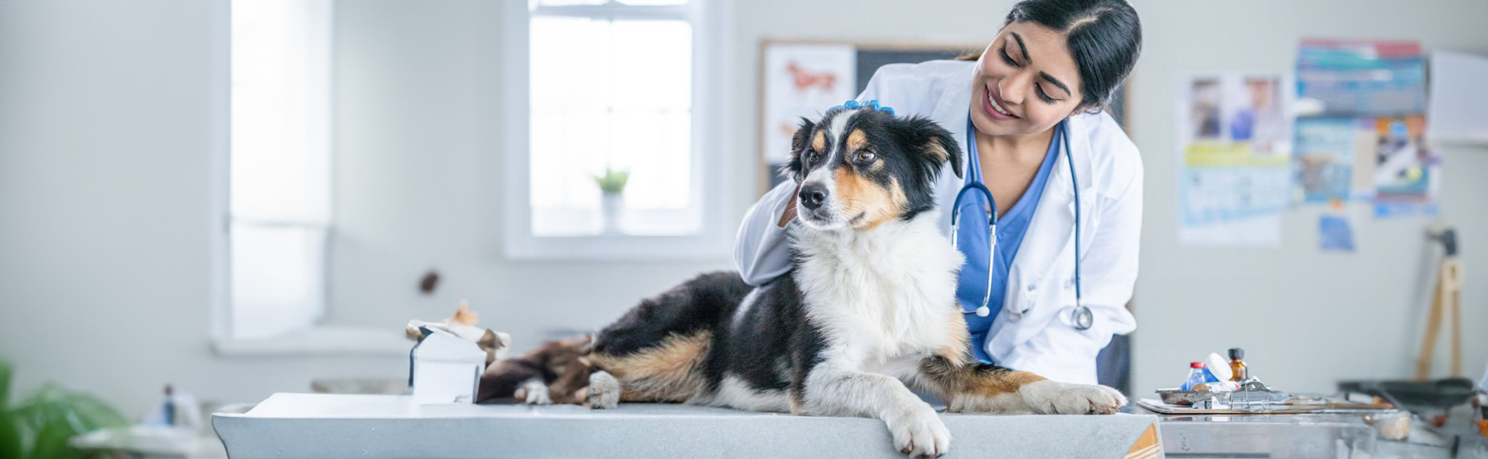 Gift Ideas for Veterinarians