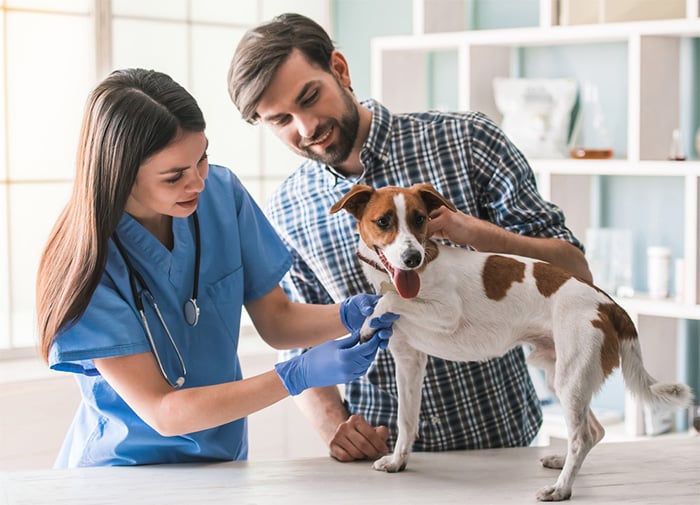 female vet examining dog with owner present