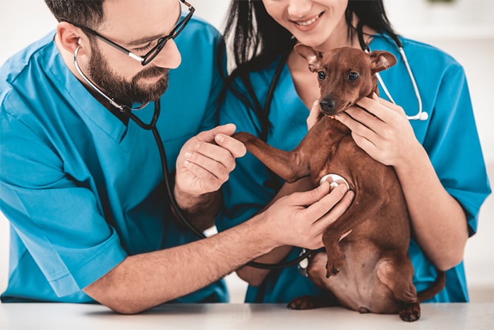 veterinarians in scrubs examining dog at vet clinic