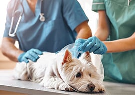 Vet Tech vs. Vet Assistant - Everything You Need to Know