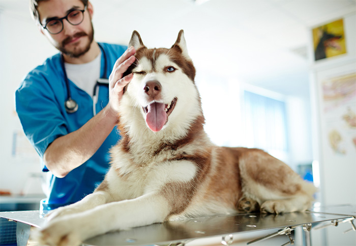 vet tech petting husky dog