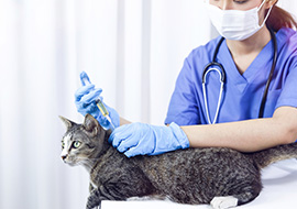 4 of the Best Scrubs for Veterinarians