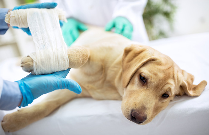 vet assistant bandaging dog after surgery